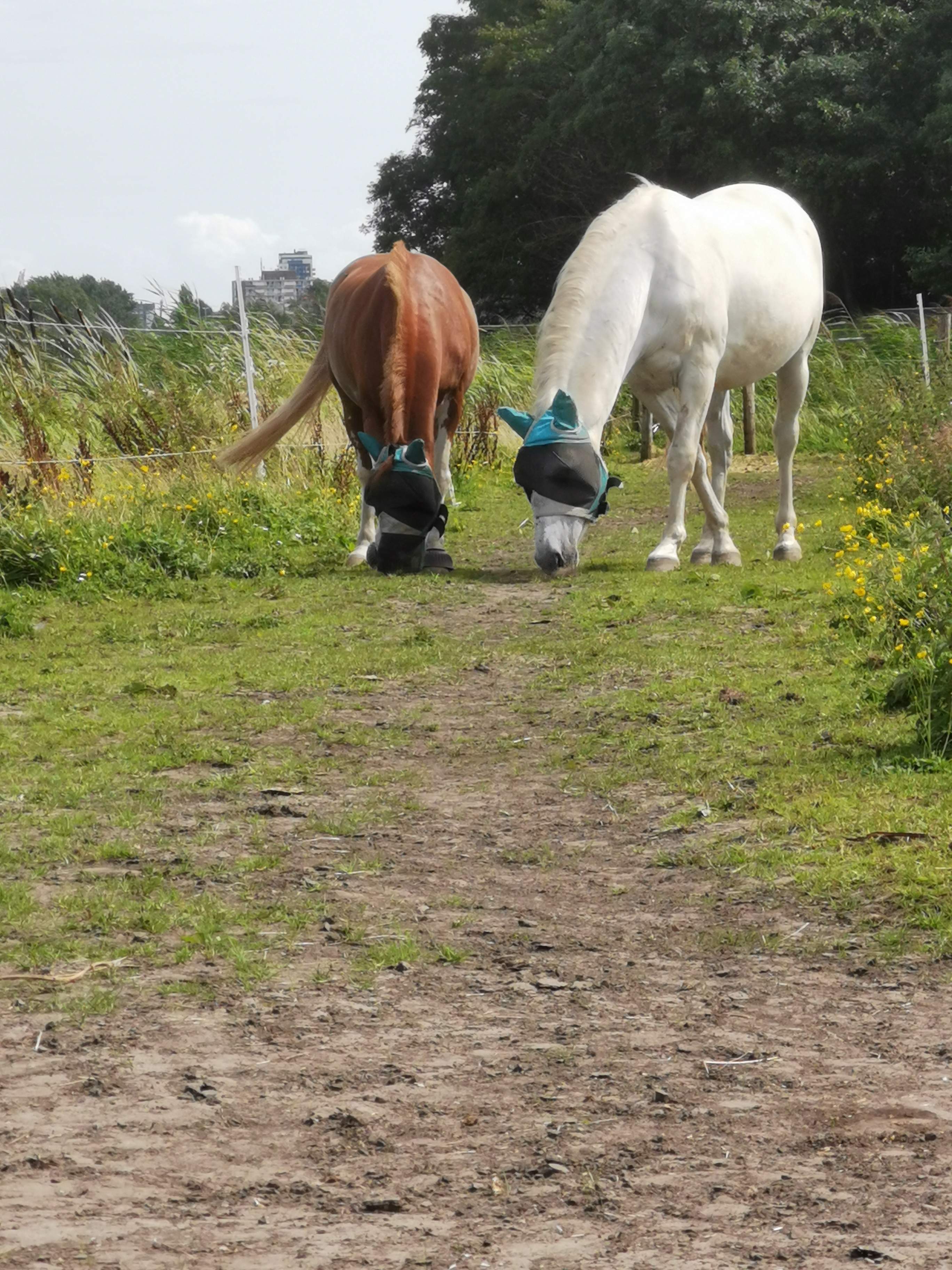 paarden 2cp